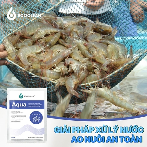 EcoClean Aqua - Men Vi Sinh Xử Lý Nước Ao Nuôi Tôm, Cá - 100g