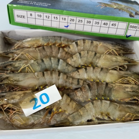 TÔM SÚ 20 CON/HỘP