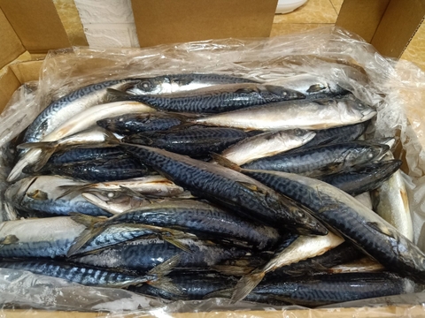 Cá thu Nhật Bản