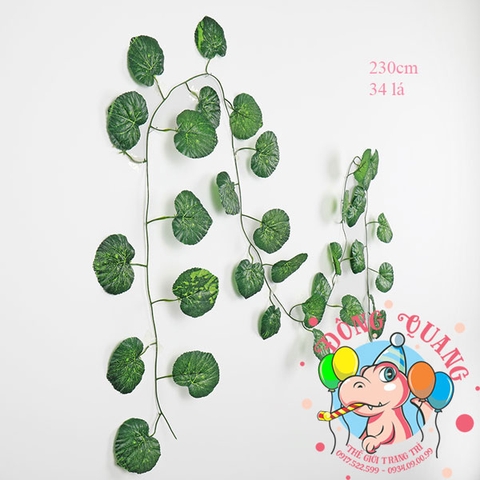 Dây lá Rau má (Táo tây)