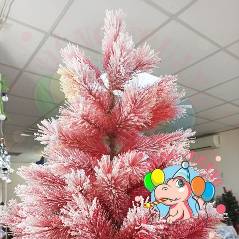 Cây thông cước đỏ phủ tuyết (cành tự động xoè)