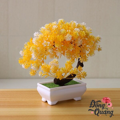 Sen lưỡi liềm - chậu - bonsai