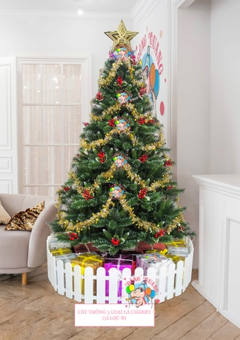 Cây thông 3 loại lá cherry