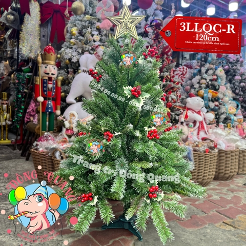 Cây thông 3 loại lá cherry