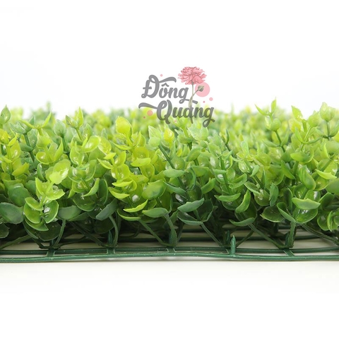 Thảm cỏ Tai chuột 40x60cm