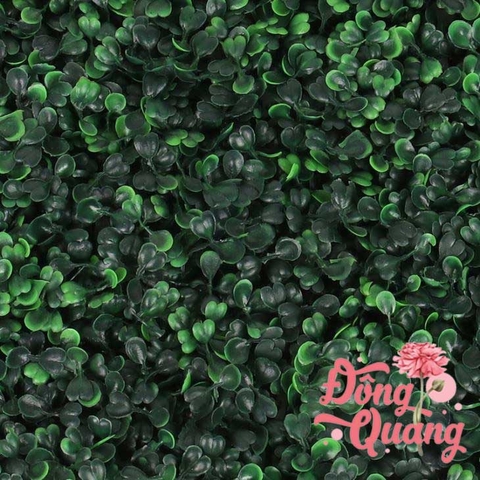 Thảm cỏ Cải xoong 40x60cm
