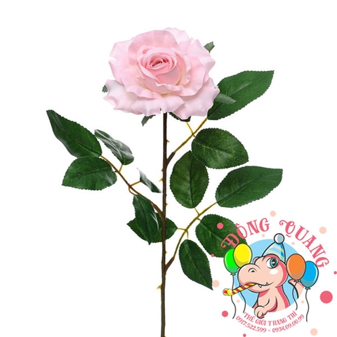 Hoa hồng - cành - 1 bông
