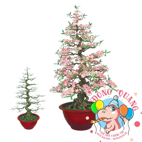 Cây đào bonsai 165cm