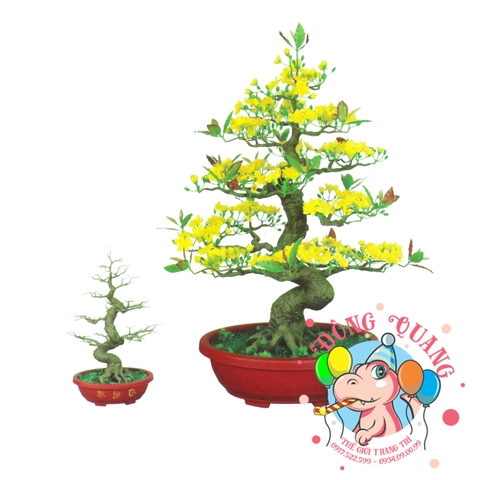 Cây mai bonsai 90cm (BM19)