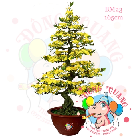 Cây mai bonsai 165cm (BM23)