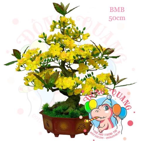 Cây mai bonsai 50cm (BMB)
