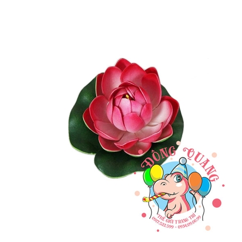 Hoa sen búp - thả nổi - 10cm