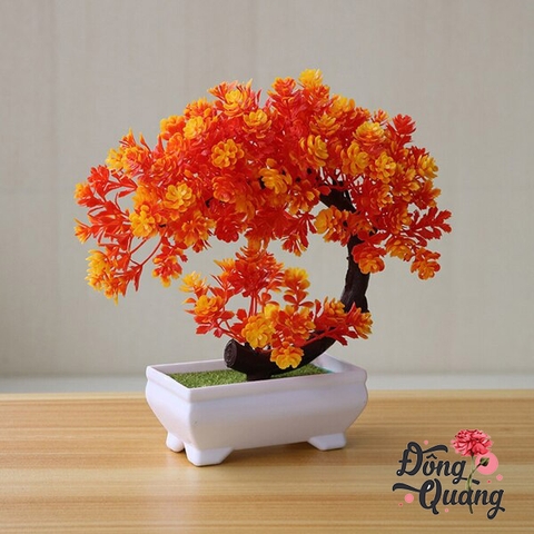 Sen lưỡi liềm - chậu - bonsai