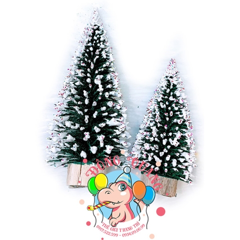 Cây thông kim mini