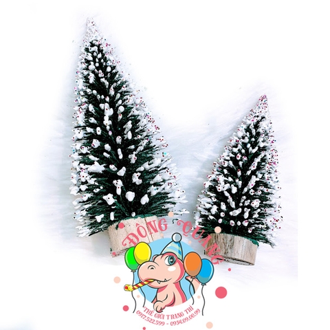 Cây thông kim mini