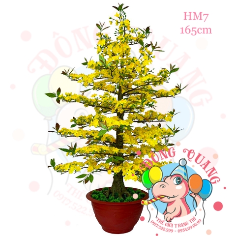 Cây mai thẳng 165cm (HM7)