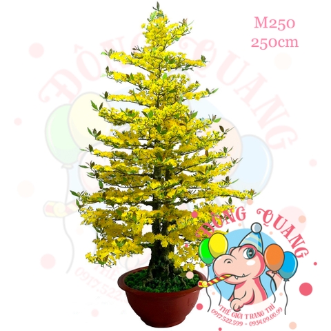 Cây mai thẳng 3 thân 250cm (M250)