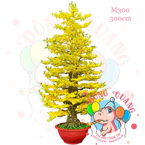 Cây mai thẳng 3 thân 300cm (M300)