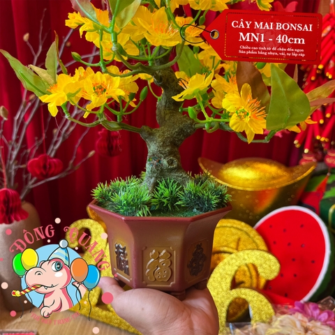 Cây mai bonsai 40cm (MN1)