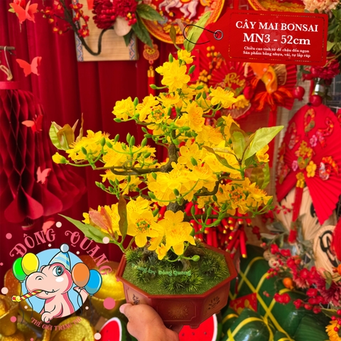 Cây mai bonsai 52cm (MN3)