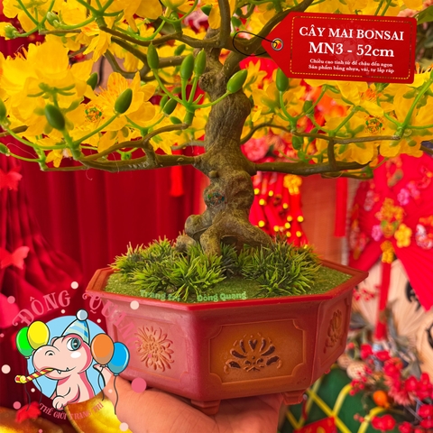 Cây mai bonsai 52cm (MN3)
