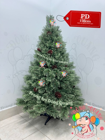 Cây thông cước nở hoa gắn trái thông