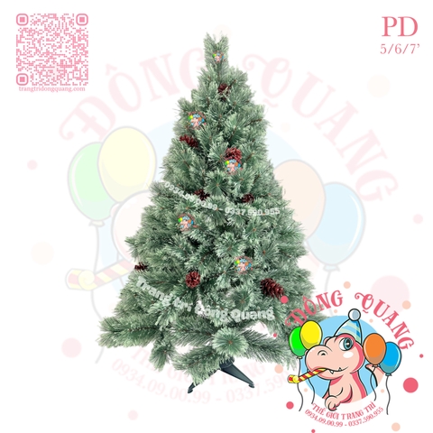 Cây thông cước nở hoa gắn trái thông