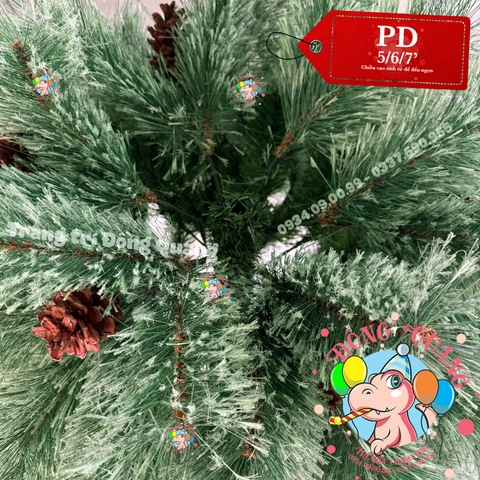 Cây thông cước nở hoa gắn trái thông