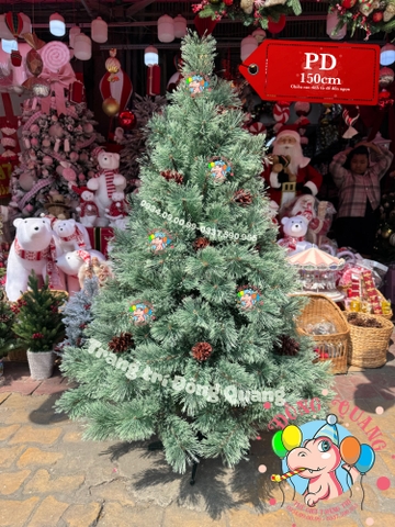 Cây thông cước nở hoa gắn trái thông