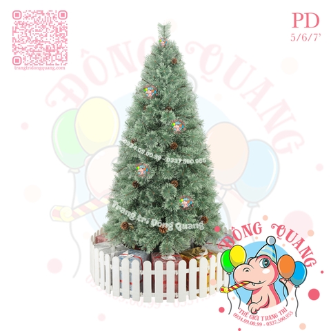 Cây thông cước nở hoa gắn trái thông