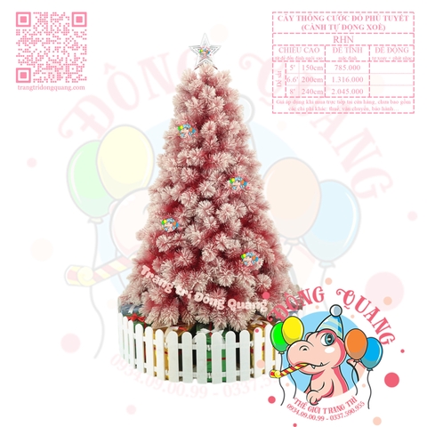 Cây thông cước đỏ phủ tuyết (cành tự động xoè)