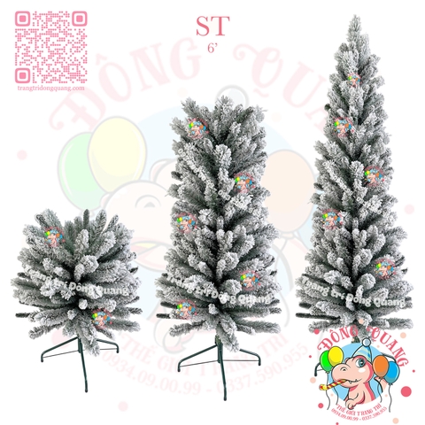 Cây thông ốm 3 loại lá phủ tuyết