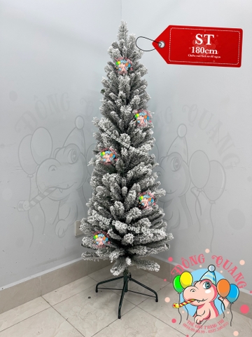 Cây thông ốm 3 loại lá phủ tuyết