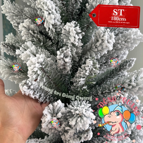 Cây thông ốm 3 loại lá phủ tuyết