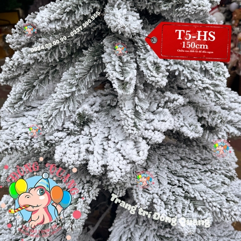 Cây thông Levo phủ tuyết tán rộng (cành treo)