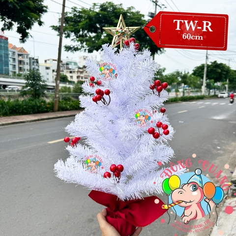 Cây thông mini trắng cherry