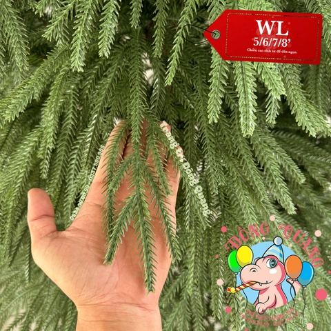 Cây thông PE, PVC lá rủ (cành tự động xoè)