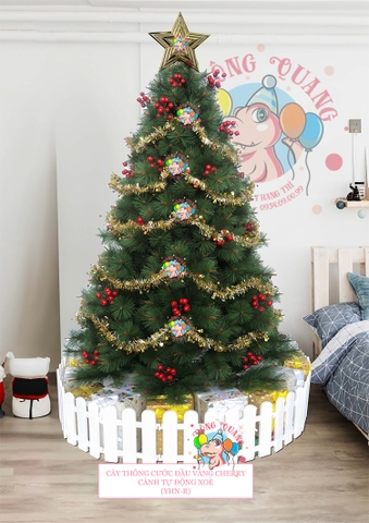 Cây thông cước đầu vàng cherry (cành tự động xoè)