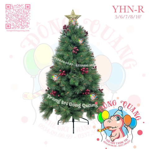 Cây thông cước đầu vàng cherry (cành tự động xoè)