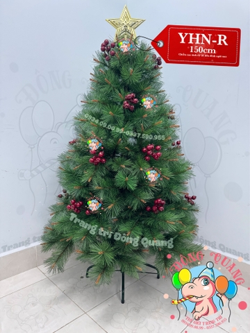 Cây thông cước đầu vàng cherry (cành tự động xoè)