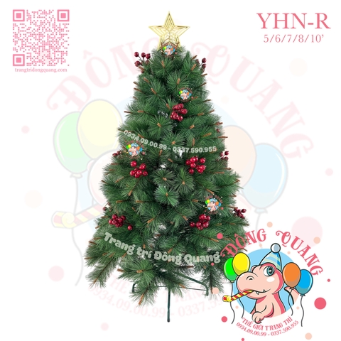 Cây thông cước đầu vàng cherry (cành tự động xoè)