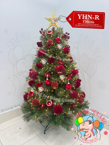 Cây thông cước đầu vàng cherry (cành tự động xoè)