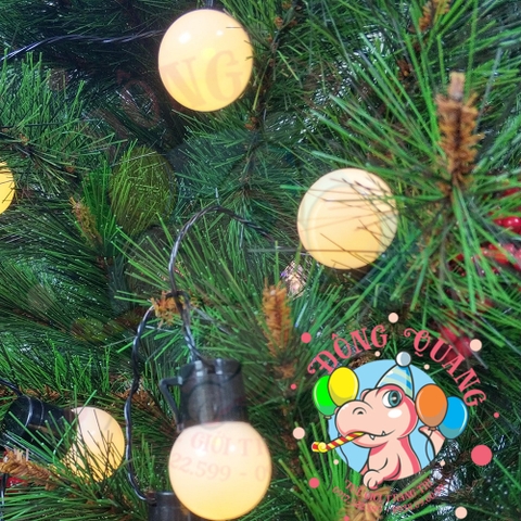 Cây thông cước đầu vàng cherry (cành tự động xoè)