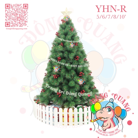 Cây thông cước đầu vàng cherry (YHN-R - cành tự động xoè)
