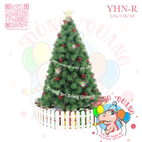 Cây thông cước đầu vàng cherry (cành tự động xoè)