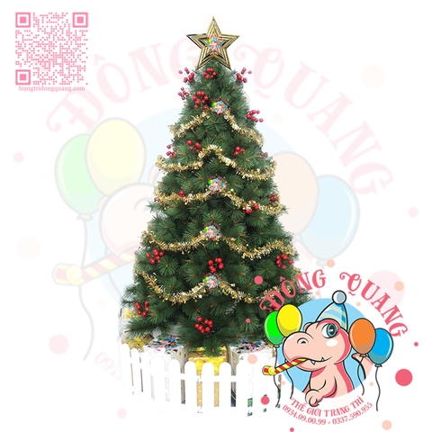 Cây thông cước đầu vàng cherry (cành tự động xoè)