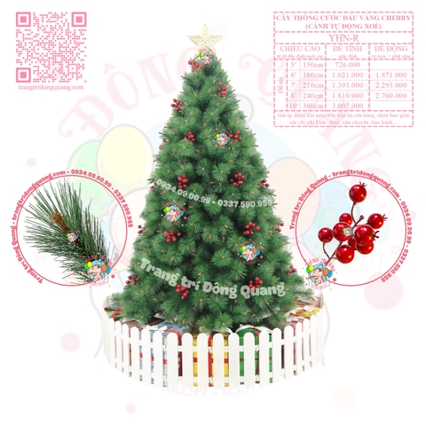 Cây thông cước đầu vàng cherry (cành tự động xoè)