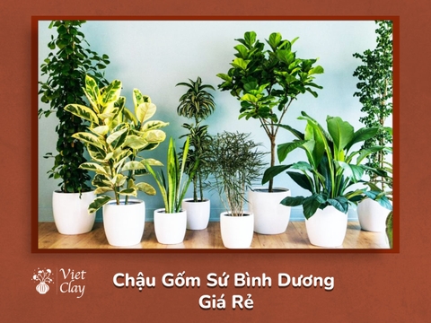 Chậu Gốm Sứ Bình Dương Giá Rẻ {Mẫu Mới 2023}