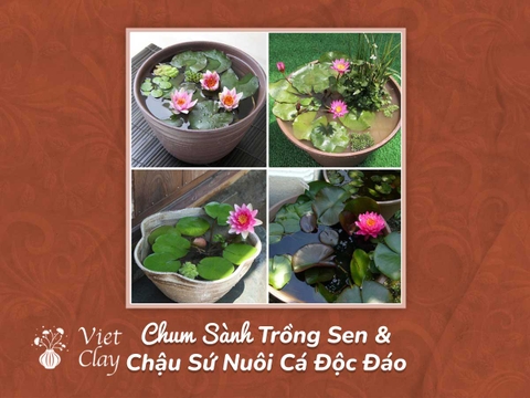 Bán Chậu Sành Trồng Cây, Sen & Nuôi Cá Cảnh (2023)