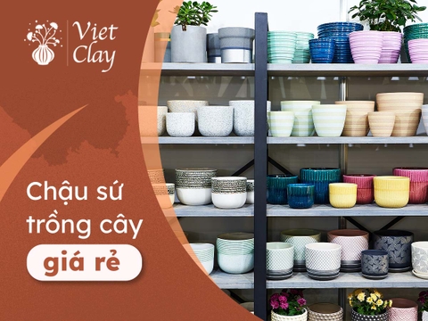 Chậu Sứ Trồng Cây Giá Rẻ: Chau Cay Dep (2023)